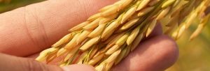 تاریخچه برنج هاشمی