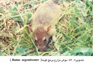 چگونه موش های شالیزار برنج را از بین ببریم؟