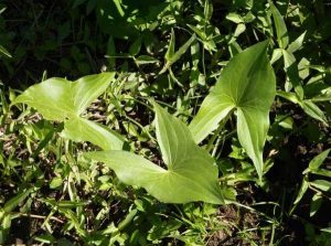 انواع علف های هرز مزارع برنج – سوچلا Annotation 2025 02 18 022607 – سوچلا