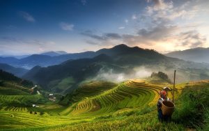 برنج باسماتی چیست؟ – سوچلا mucangchai sunset plantations rice fields vietnam 1 – سوچلا