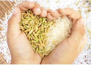 آیا در ایران برنج ارگانیک داریم؟ – سوچلا organic rice 114 – سوچلا