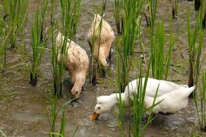 آیا در ایران برنج ارگانیک داریم؟ – سوچلا برنج ارگانیک – سوچلا