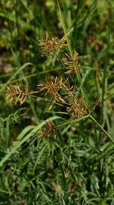 انواع علف های هرز مزارع برنج – سوچلا علف هرز برنج 24 – سوچلا