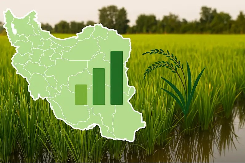 میزان هدر رفت برنج ایرانی